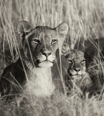 Grayscale photo of lioness and cub laying on brown grass in Etosha National Park in Namibia