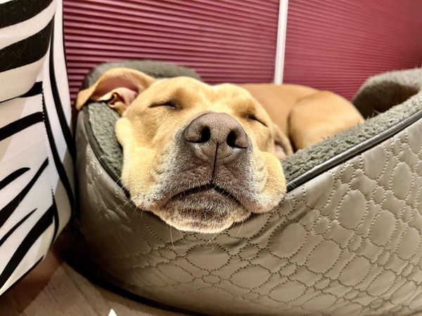 Dog sleeping in bed, close-up snout