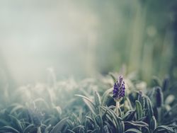 Pretty flower growing in garden