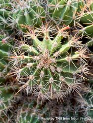 Top view of cactus star 49m97n