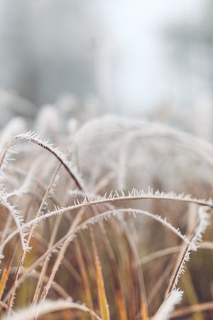 Close up of frozen grass