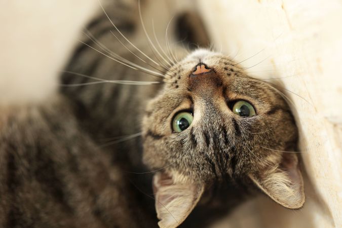 Grey Cat with Emerald Eyes