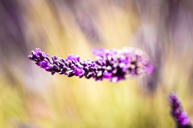 Side view of lavender plant on green natural background