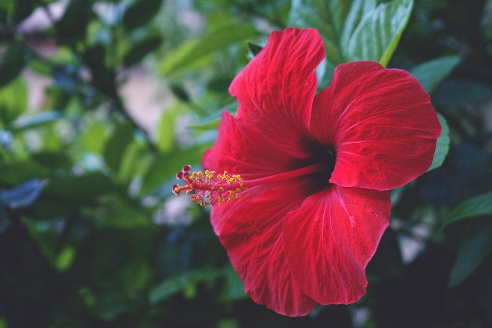 Red tropical flower on green background. Red hibiskus.