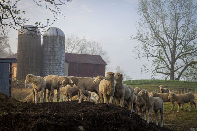 Flock of sheep and ewes standing on a berm on a farm