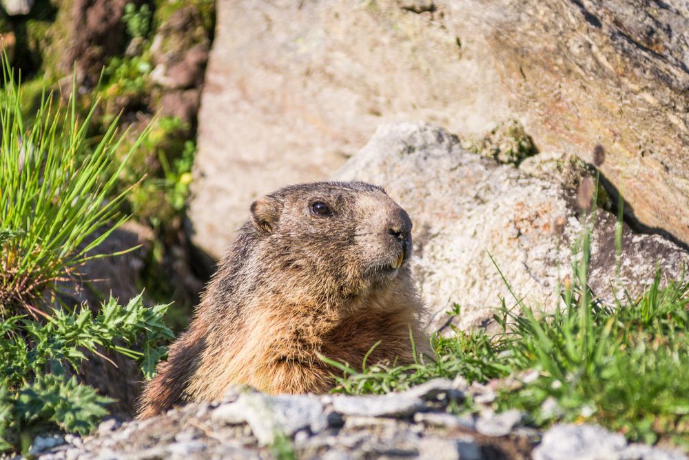 Cute marmot on meadow in Switzerland