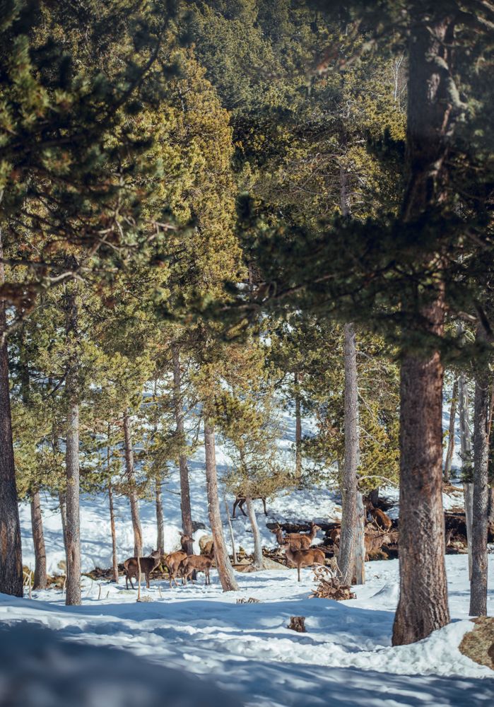 Noble deers near trees between snow