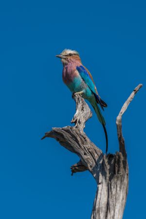 Lilac-breasted roller perched on dead tree stump