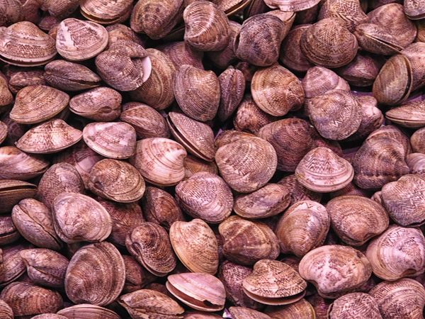 clam texture