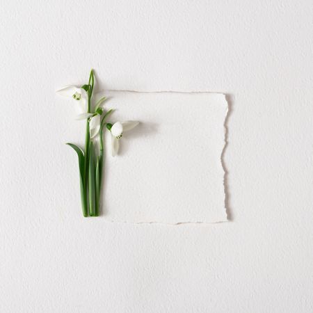 Snowdrop flowers and light paper note