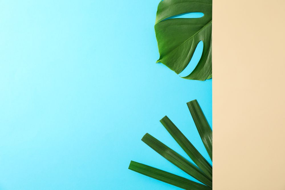 Different palm leaves on two color background, copy space