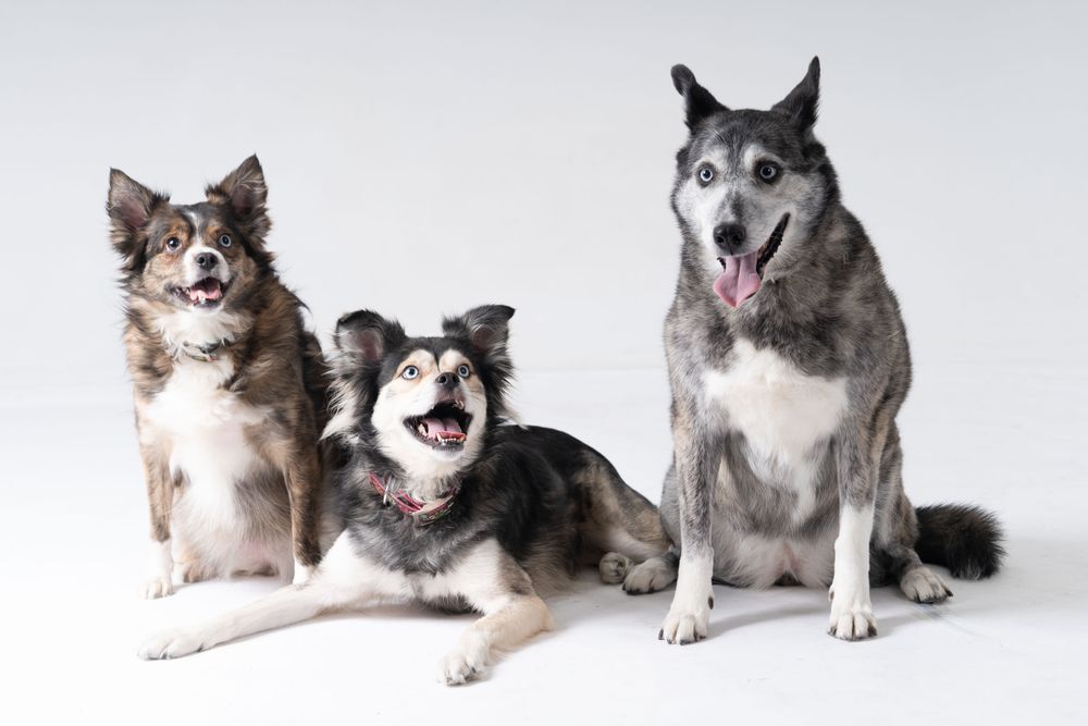 Three Australian shepherds sitting in a line