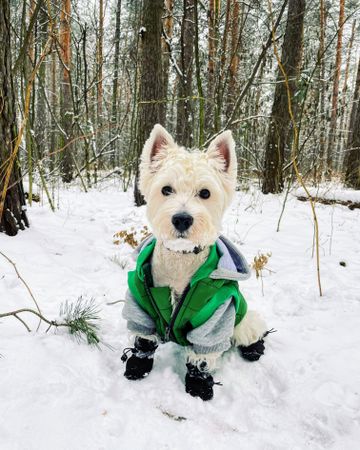 Dog In Snow Forest