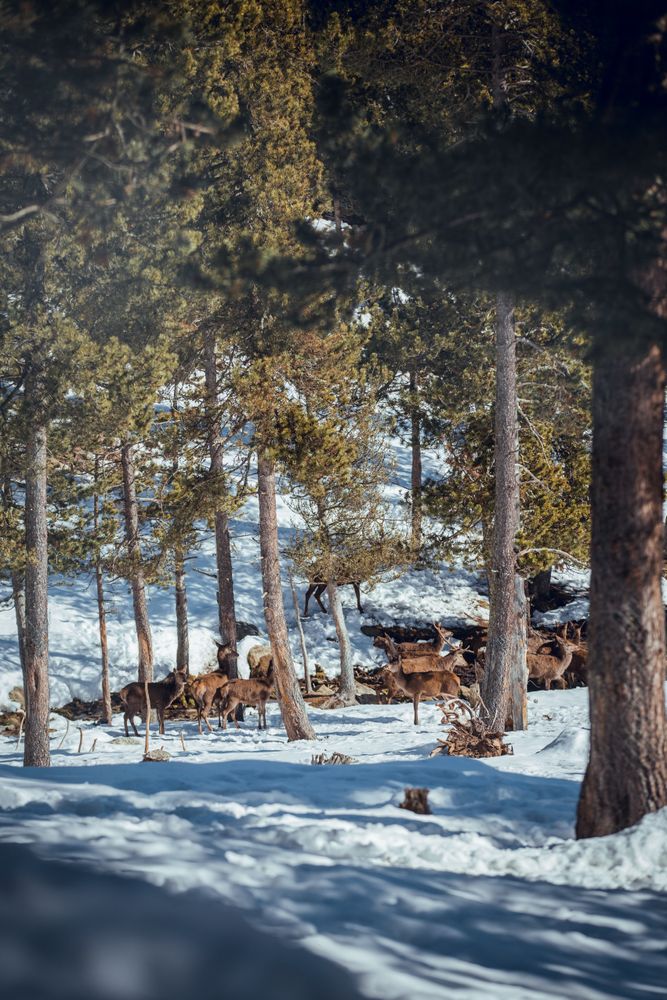 Noble deers near trees between snow