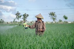 Front view of Asian farmer spraying rice green field