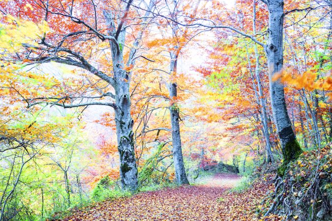 Majestic big tree with multicolored foliage in light
