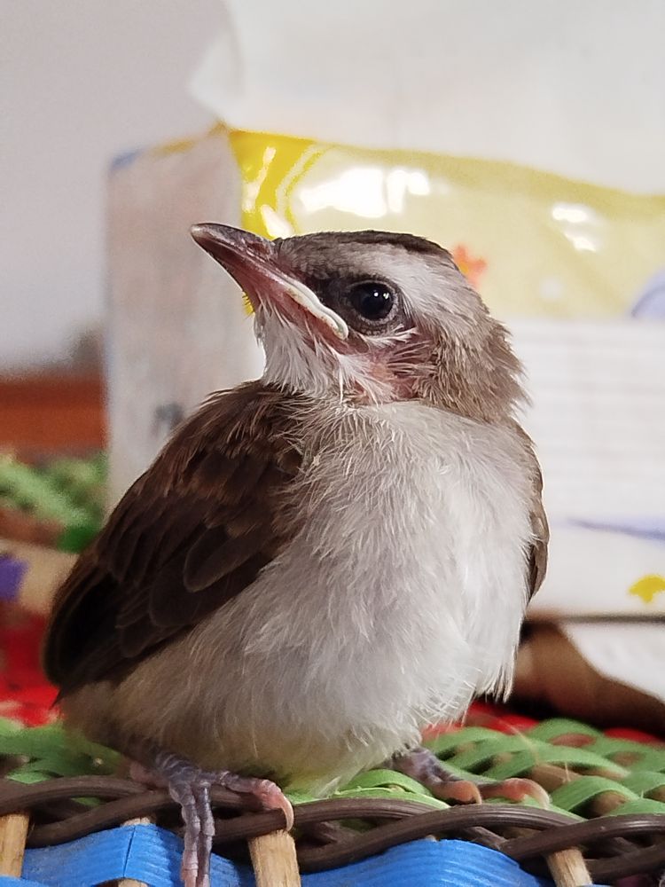 Small brown bird sitting calmly with open beak showing innocence and natural charm of wildlife close-up