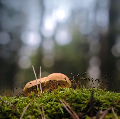 Side view of light brown yellow mushroom growing on moss in forest