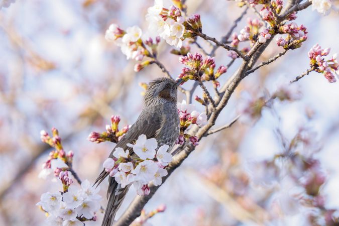 Side view of grey bird in a pink cherry blossom tree