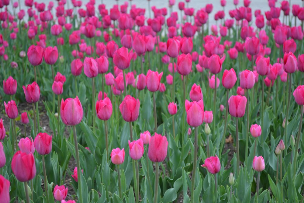 Pink tulips field