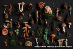 Top view of flat lay of woodsy items, mushrooms, fir tips and pinecones bEDw74