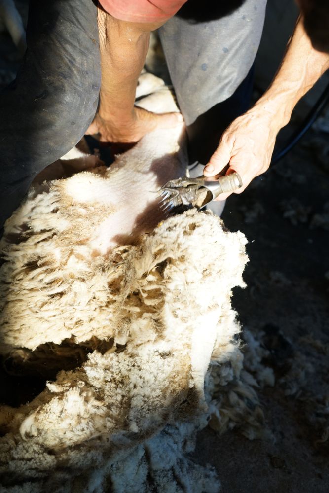 Crop man shearing sheep in barn