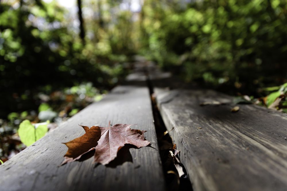 Maple leaf on a board walk on the Oberg Mountain Trail Head in Tofte, Minnesota