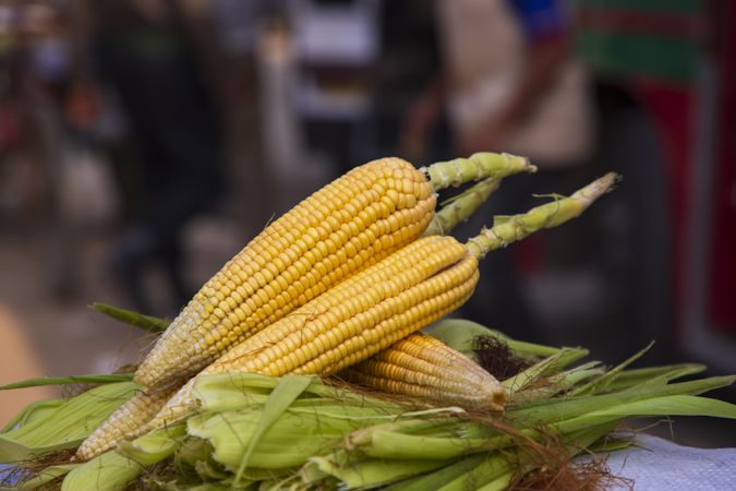 ripe yellow corn cob and green leaves  with Shallow depth of field