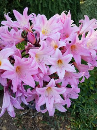 Pink amaryllis against green foliage