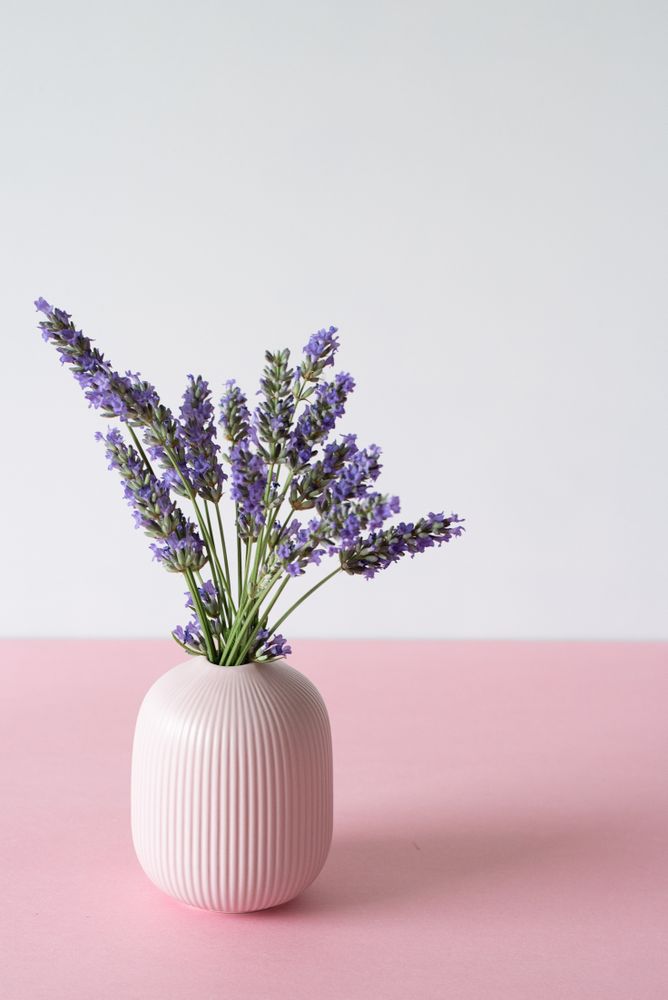 Vase of lavender flower in a pink