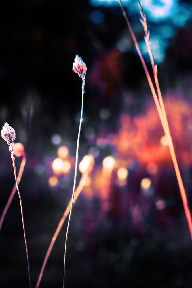 Long onion grass in colorful field