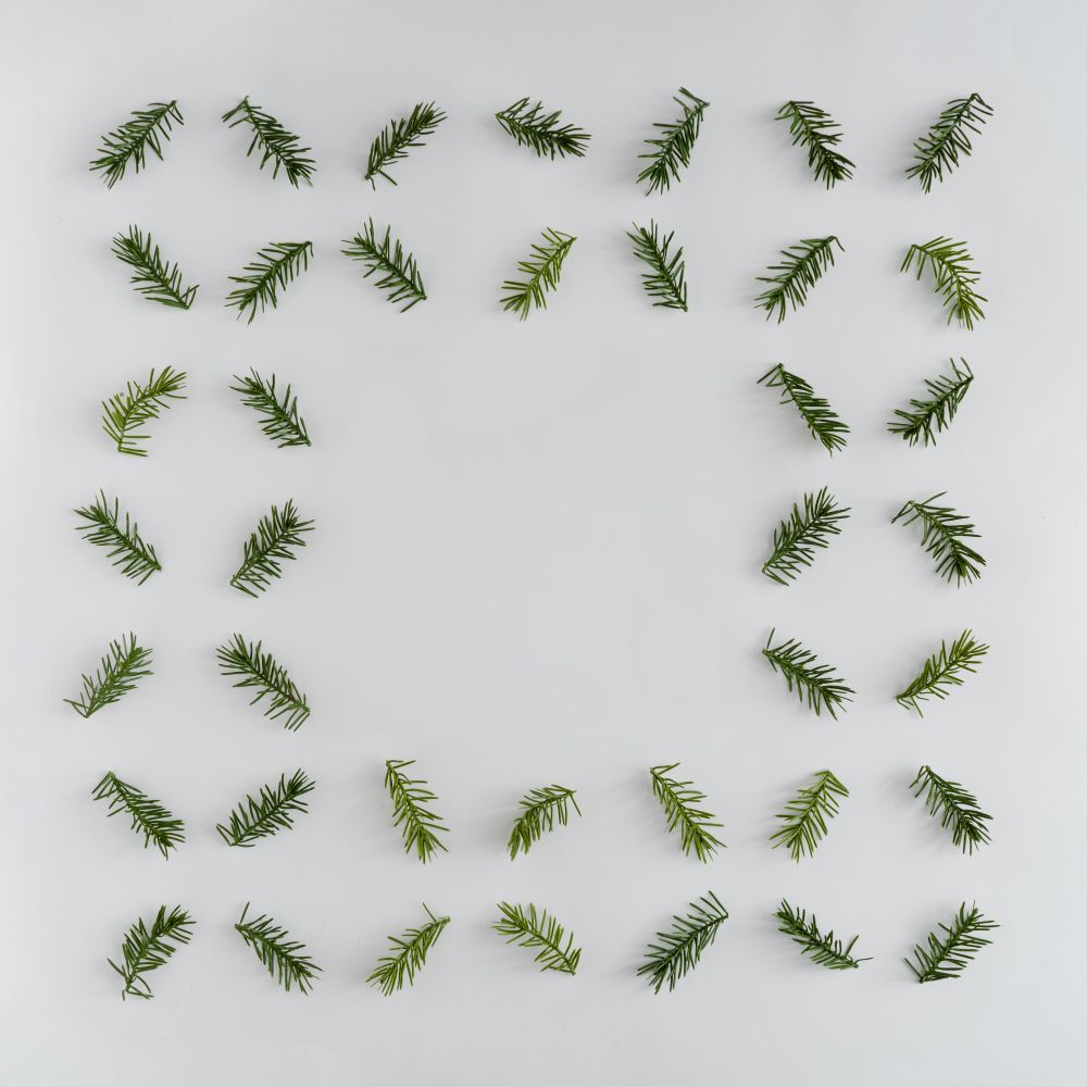 Fir branches arranged neatly on light background with space in the center