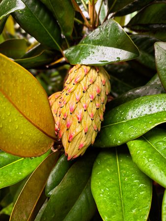 Magnolia fruit after a rain shower