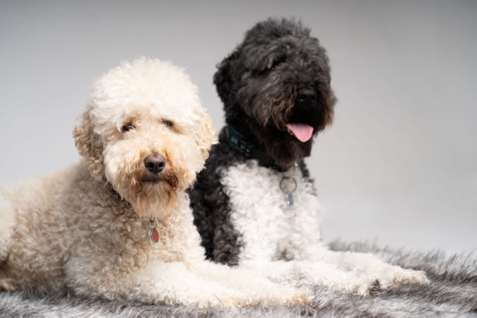 Two cute king poodle dogs sitting on grey rug in studio with copy space