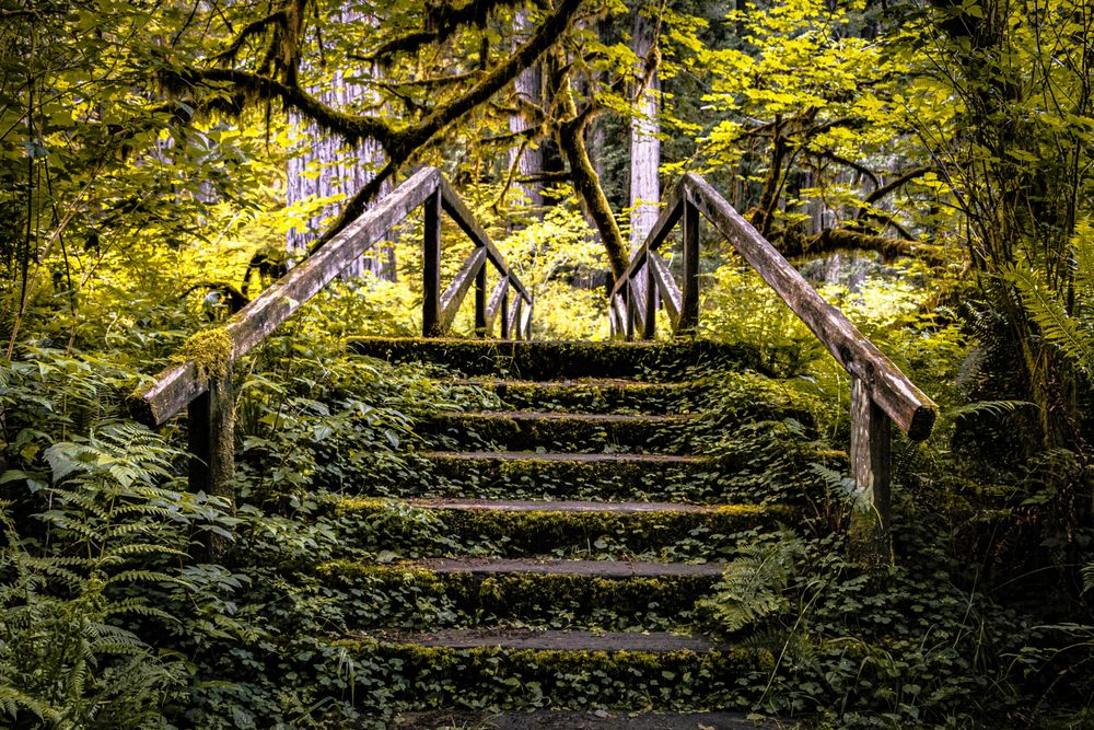 Wooden stairs  in green forest leading to bridge