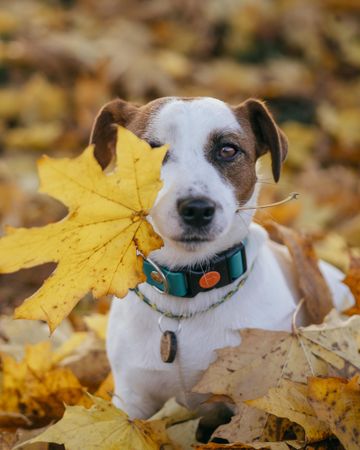 Dog holding brown dried leaves
