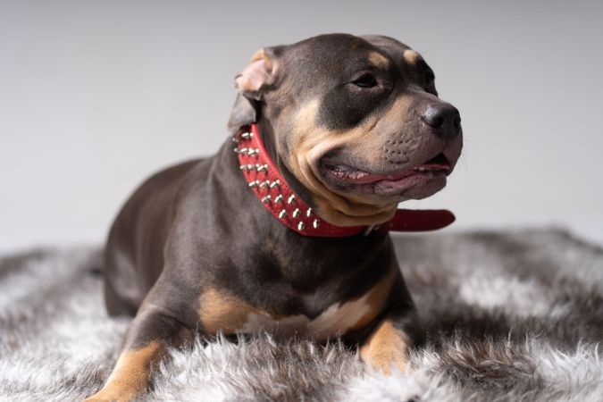 Pitbull in red spiked collar