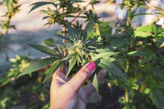 Hand with pink nail varnish holding marijuana plant growing outside