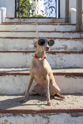 Funny dog in sunglasses sitting on stairs