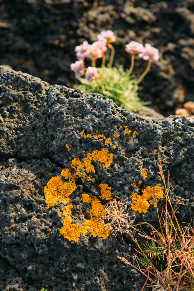 Bright orange flower on stone in mountain