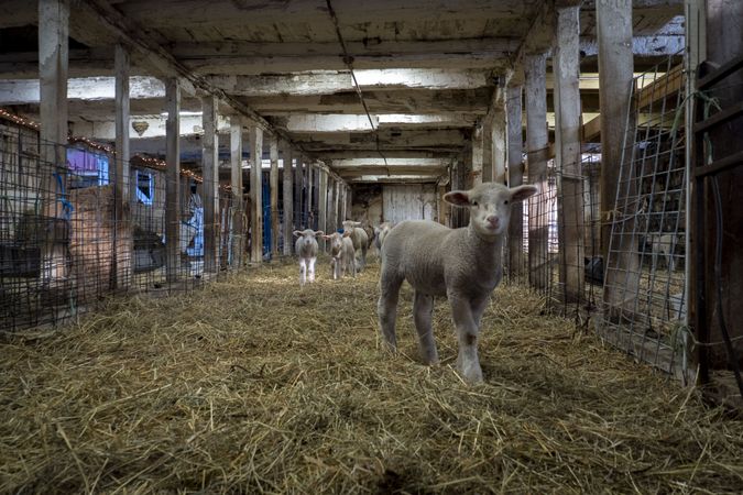 Merino sheep looking to be fed while standing in a stable with pens and hay