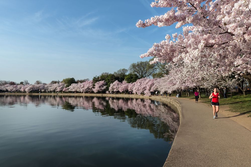 Jogger on a path along the Potomac River Tidal Basin, Washington, D.C.