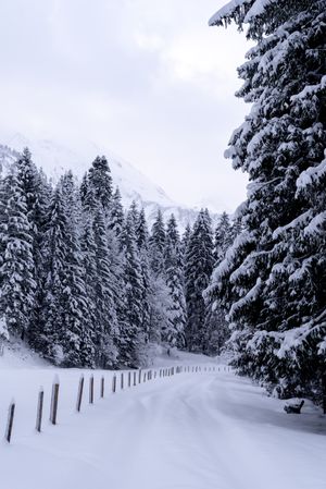 Snow-covered road passing through a winter forest in the Bavarian Alps, Germany