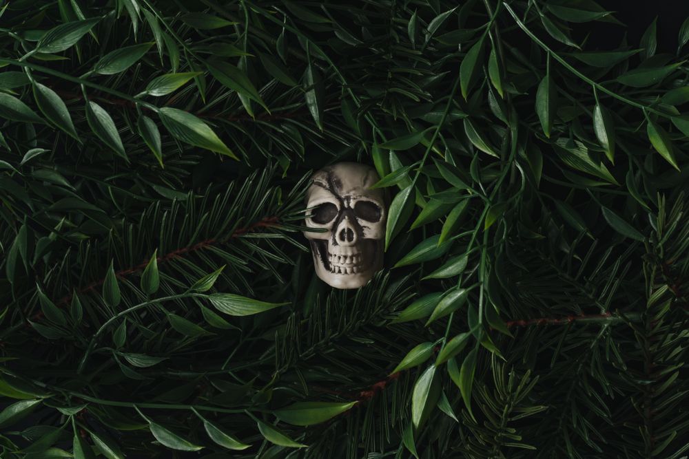 Plastic skull immersed in densely packed leaves