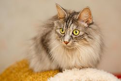 Beautiful grey cat looking to the side