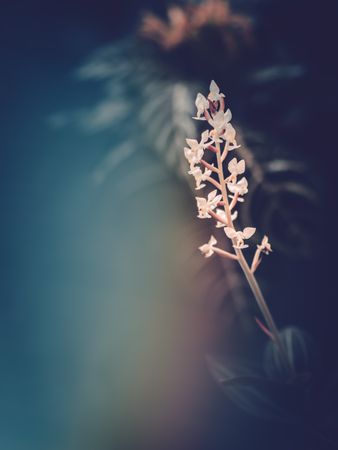 Pretty flower growing in garden