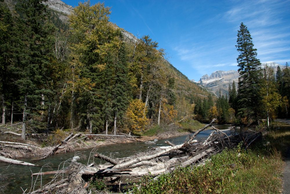 River and forest in the mountains of Glacier National Park , Montana