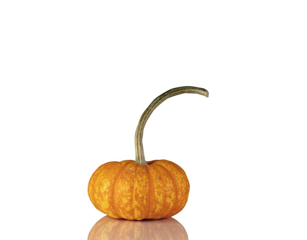 Whole pumpkin isolated with reflection for the Autumn holiday season of Halloween or Thanksgiving background
