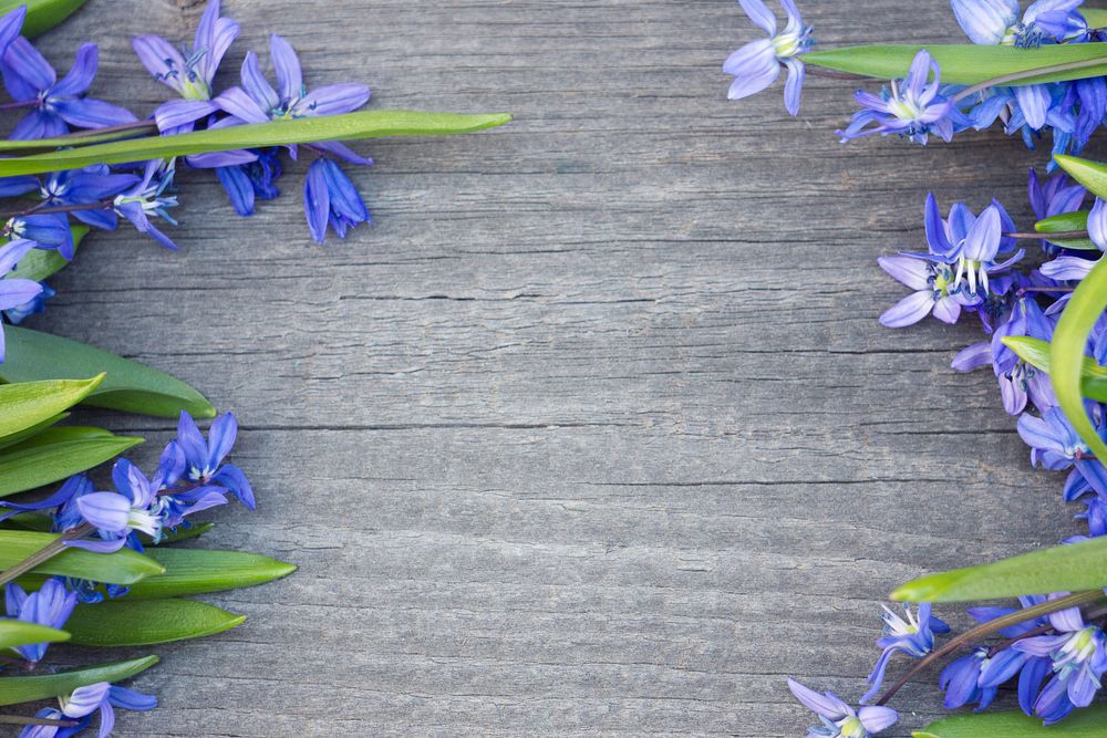 Blue flowers on gray wooden surface