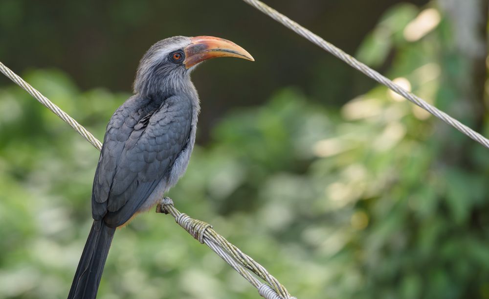 Hornbill on brown metal wire
